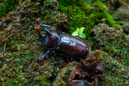 Téléchargez les photos : Japanese rhinoceros beetle. Allomyrina dichotomous septentrionalis. Japanese horned beetle or kabutomushi is species of rhinoceros beetle. - en image libre de droit