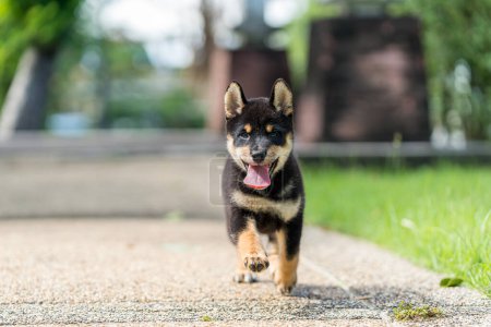 Photo for Japanese dog of japanese breed inu running fast in a green field. Beautiful Black puppy Shiba Inu Dog Outdoor. - Royalty Free Image