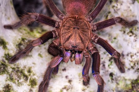 Téléchargez les photos : Tarentule, famille Theraphosidae construit un nid. Tarentule Est une araignée ou un terrier avec une nature féroce. - en image libre de droit