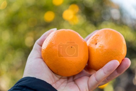 Photo for Fresh Korean fruit Jeju citrus on hand, mandarin, tangerine - Royalty Free Image