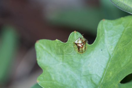 Téléchargez les photos : Macro Photography of Golden Tortoise Beetle on leaf. Coléoptère doré de la tortue (Charidotella sexpunctata). - en image libre de droit