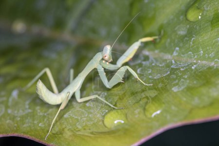 Photo for Praying mantis on a leaf. Praying mantis in the nature. - Royalty Free Image