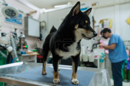 Photo for Veterinary concept. Veterinarian examining Shiba inu dog's. Veterinarian working with microscope and test tubes in lab. - Royalty Free Image