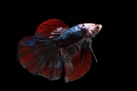 Photo for Siamese fighting fish isolated on black background. Fish three color. Betta Fish on black Background. Black isolate. Space for text. - Royalty Free Image
