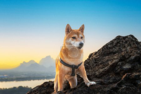 Foto de Shiba inu perro de pie en la montaña al atardecer. Shiba inu perro en la montaña cerca del lago al atardecer. - Imagen libre de derechos