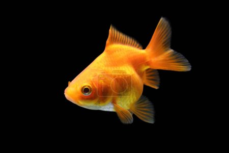 Photo for Goldfish isolated on black background. Orange goldenfish isolated on black background. Thailand. - Royalty Free Image