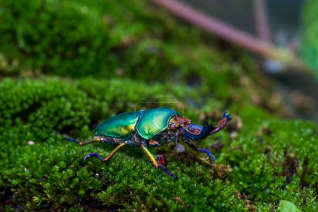 Téléchargez les photos : Stag beetle. Green Stag Beetle (Lamprima adolphinae) on stump wood with green moss - en image libre de droit