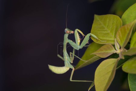 Foto de Rezando mantis en una hoja. Mantis orante en la naturaleza. - Imagen libre de derechos