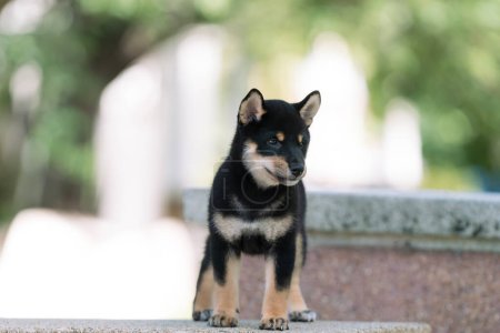 Photo for Japanese dog of japanese breed Shiba inu. Beautiful Black puppy Shiba Inu Dog Outdoor. - Royalty Free Image