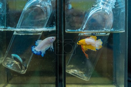Téléchargez les photos : La vie marine. Lutte contre les poissons nageant sous l'eau dans un aquarium frais. - en image libre de droit