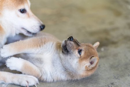 Téléchargez les photos : Mère chien et chiots. Chiot Shiba Inu. - en image libre de droit