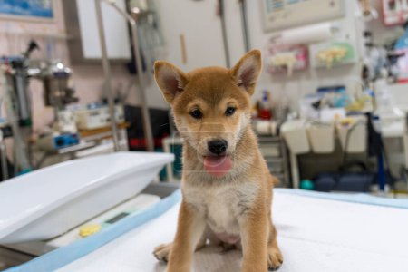 Foto de Veterinary concept. Veterinarian examining Puppy Shiba inu dog. check the body with a veterinarian. - Imagen libre de derechos