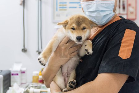 Téléchargez les photos : Concept vétérinaire. Vétérinaire examinant chiot Shiba inu chien. Les vétérinaires examinent le chien dans les hôpitaux pour animaux de compagnie. - en image libre de droit