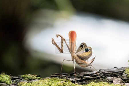 Foto de Pavo real pre-cupulatorio Mantis. La mantis religiosa estaba de pie en un tronco musgoso. - Imagen libre de derechos
