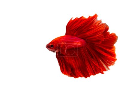 Photo for Super red betta fish. Siamese fighting fish isolated on white background. Thailand. - Royalty Free Image