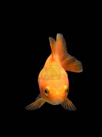 Téléchargez les photos : Poisson rouge isolé sur fond noir. Goldenfish isolé sur fond noir. Thaïlande. - en image libre de droit