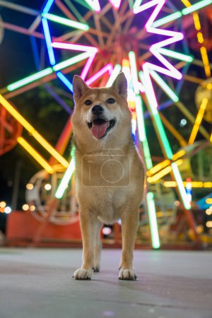 Téléchargez les photos : Chien Shiba Inu dans un parc d'attractions avec une grande roue. - en image libre de droit