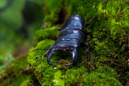 Foto de Stag beetle. Dorcus titanus platymelus. Stag beetle on stump wood with green moss. - Imagen libre de derechos