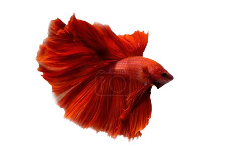 Photo for Super red betta fish. Siamese fighting fish isolated on white background. Thailand. - Royalty Free Image