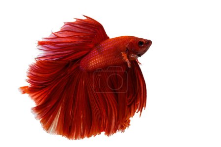 Téléchargez les photos : Siamois rouges combattant poissons Betta splendens. Gros plan couleur rouge Siamois poissons de combat sur fond blanc. - en image libre de droit