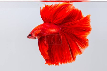 Photo for Marine life. Fighting fish floating swimming underwater in fresh aquarium tank. Super red betta fish. - Royalty Free Image