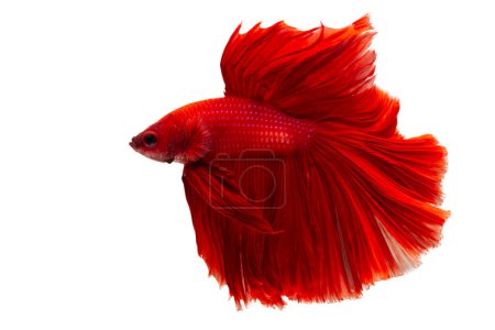 Téléchargez les photos : La vie marine. Super rouge betta poisson. Poisson rouge de combat siamois, Betta sur fond blanc isolé. - en image libre de droit