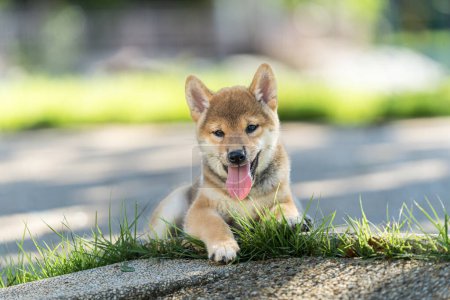 Téléchargez les photos : Japanese dog of japanese breed inu running fast in a green field. Beautiful Red baby Shiba Inu Dog Outdoor. - en image libre de droit