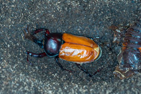 Téléchargez les photos : Beetle worm. chrysalis of rhinoceros. Japanese rhinoceros beetle. Allomyrina dichotomous septentrionalis. - en image libre de droit