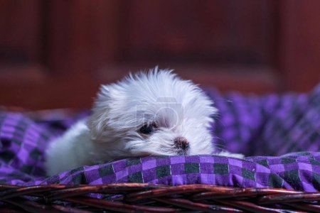 Foto de Maltese Terrier cachorro jugando y dormir en la cesta - Imagen libre de derechos