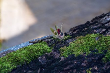 Foto de Flor mantis Defensa. La mantis religiosa estaba de pie sobre un tronco musgoso. Tailandia. - Imagen libre de derechos