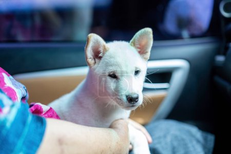 Photo for Adorable white Shiba Inu dog in a red collar looks out. Shiba inu dog sits in the car on driver sit. - Royalty Free Image