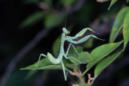 Foto de Mantis en naturaleza verde o en jardín. Mantis orante de pie sobre una hoja. - Imagen libre de derechos