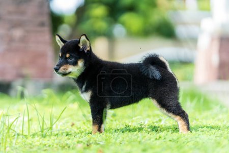 Photo for Shiba inu dog in a green field. Sight of the Japanese dog Shiba Inu. - Royalty Free Image