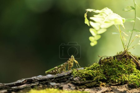 Foto de Flor mantis Defensa. Primer plano de Oración Mantis parado sobre una rama, fondo borroso. - Imagen libre de derechos