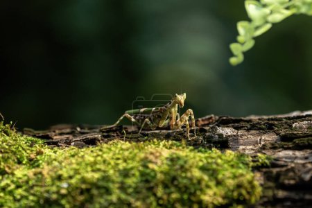 Foto de Primer plano de Oración Mantis parado en una rama. Imagen macro de Flower mantis. - Imagen libre de derechos