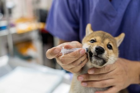 Foto de Dar medicina a los cachorros Shiba inu. El médico para dar las pastillas para cachorros. - Imagen libre de derechos