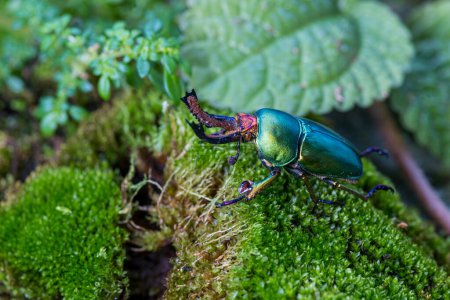 Foto de Escarabajo de cuerno largo (Loesse sanguinolenta), Escarabajo ciervo sobre musgo verde. - Imagen libre de derechos