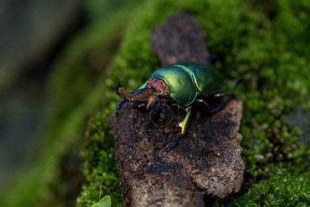 Longhorn beetle (Lamprima adolphinae), Stag beetle. Green Stag Beetle