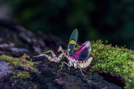 Foto de Flor mantis Defensa. La mantis religiosa está en un tronco en el bosque. Tailandia. - Imagen libre de derechos
