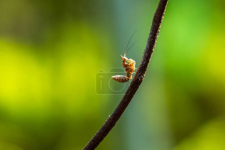Téléchargez les photos : Macro Mantis vert sur la branche - en image libre de droit