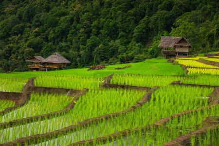 Téléchargez les photos : Rice Field. terrasses de riz. Ban Pa Bong Piang, Thaïlande. - en image libre de droit