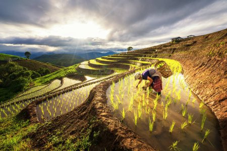 Farmers grow rice in the rainy season. Farmers farming on rice terraces. Ban Pa Bong Piang in Thailand.