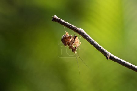 Foto de Macro Mantis Green en la rama. Mantis se posó sobre el pistilo de hierba. - Imagen libre de derechos