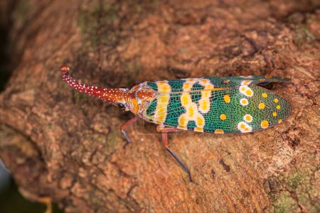 Photo for Lantern bug. Pyrops candelaria. The cicadas are in the trunk of the longan tree. Cicadidae Pyrops ducalis. - Royalty Free Image