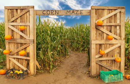 Photo for Corn maze and agricultural field. Summer harvest holiday festival - Royalty Free Image
