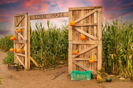 Photo for Corn maze and agricultural field. Summer harvest holiday festival - Royalty Free Image