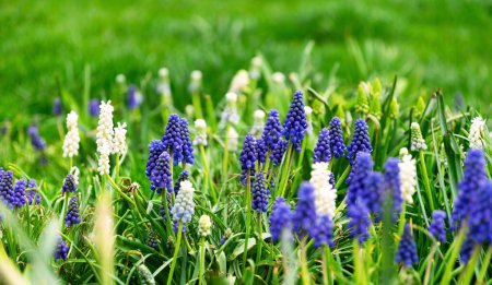 Blühende blaue Muscari-Hyazinthen im Frühlingsgarten