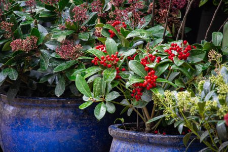 Photo for Beautiful decorative plants in the flowerpots. Red gaultheria, wintergreen berries - Royalty Free Image