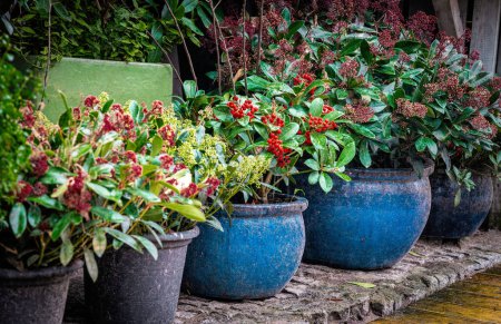 Téléchargez les photos : Belles plantes décoratives dans les pots de fleurs. Gaulthérie rouge, baies d'hiver - en image libre de droit