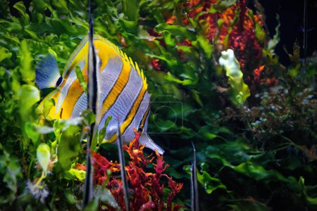 Colourful tropical butterflyfish on the coral reef